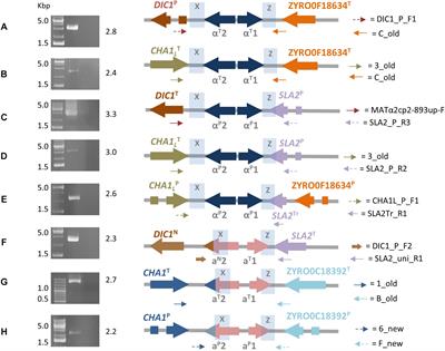 Interplay of Chimeric Mating-Type Loci Impairs Fertility Rescue and Accounts for Intra-Strain Variability in Zygosaccharomyces rouxii Interspecies Hybrid ATCC42981